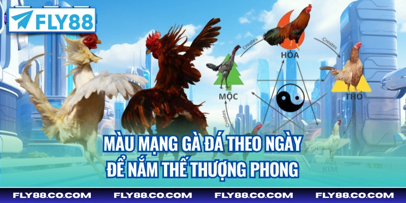 màu mạng gà đá theo ngày